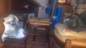 Veda showing interspecies respect to the belated Smokey Bones